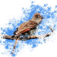 Bird Splatter